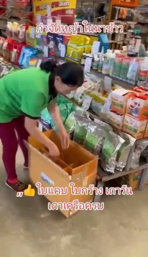 ใบแคป ใบกว้างเถาวัน เถาเครือครบ